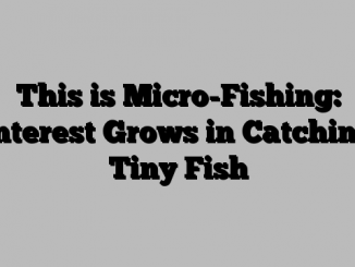 This is Micro-Fishing: Interest Grows in Catching Tiny Fish