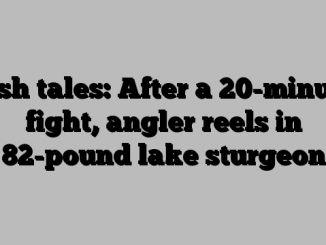 Fish tales: After a 20-minute fight, angler reels in 82-pound lake sturgeon