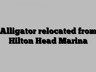 Alligator relocated from Hilton Head Marina