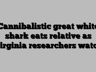 Cannibalistic great white shark eats relative as Virginia researchers watch