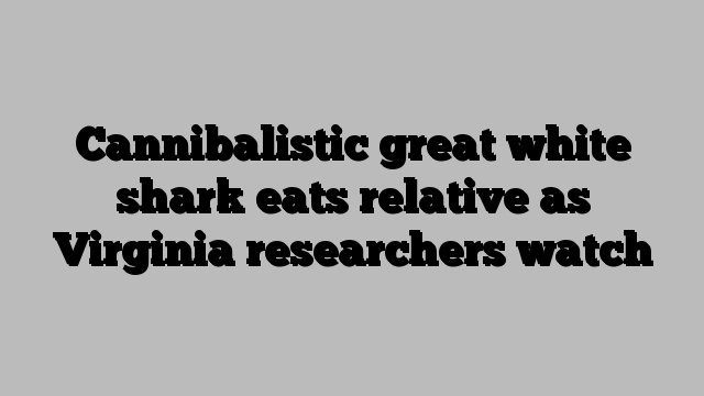 Cannibalistic great white shark eats relative as Virginia researchers watch