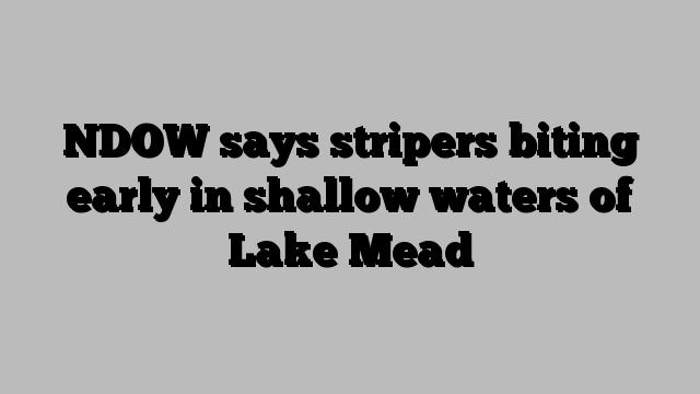 NDOW says stripers biting early in shallow waters of Lake Mead