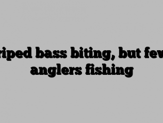 Striped bass biting, but fewer anglers fishing