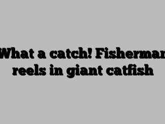 What a catch! Fisherman reels in giant catfish