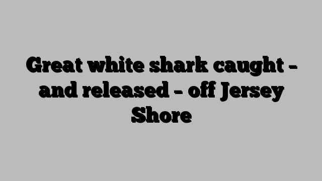 Great white shark caught – and released – off Jersey Shore