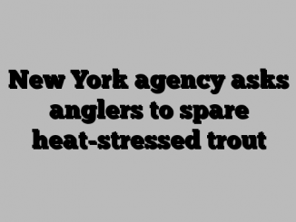 New York agency asks anglers to spare heat-stressed trout