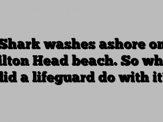 Shark washes ashore on Hilton Head beach. So what did a lifeguard do with it?