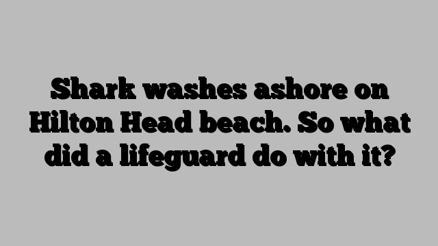 Shark washes ashore on Hilton Head beach. So what did a lifeguard do with it?