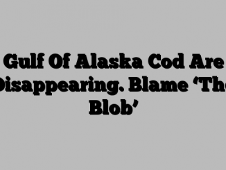 Gulf Of Alaska Cod Are Disappearing. Blame ‘The Blob’