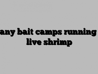 Many bait camps running of live shrimp