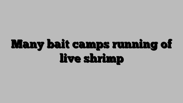 Many bait camps running of live shrimp