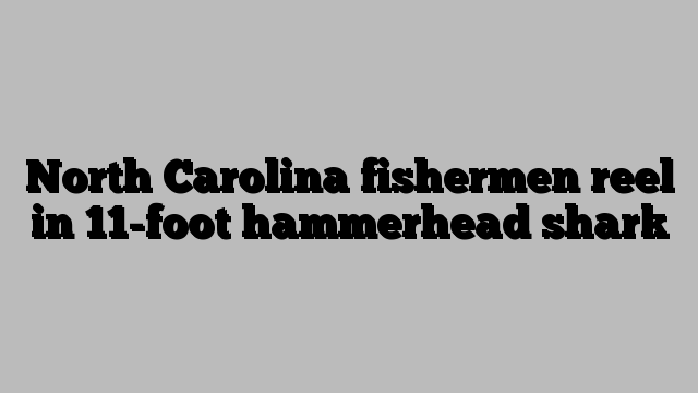 North Carolina fishermen reel in 11-foot hammerhead shark