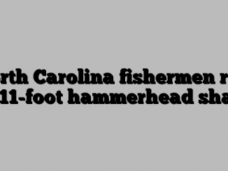 North Carolina fishermen reel in 11-foot hammerhead shark