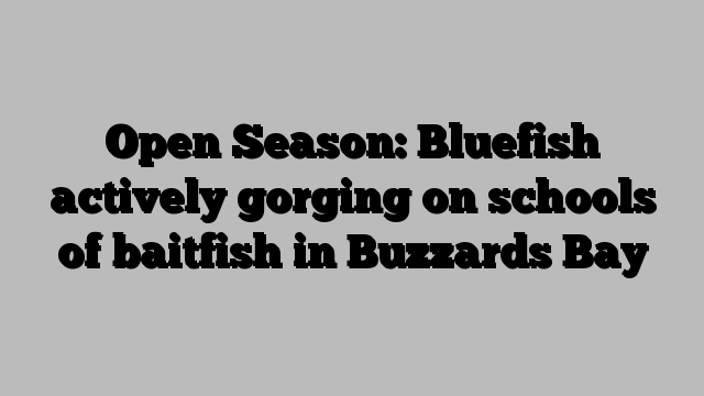 Open Season: Bluefish actively gorging on schools of baitfish in Buzzards Bay