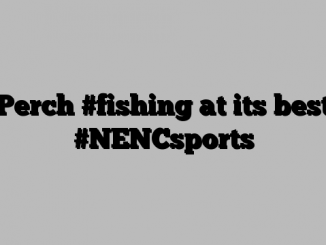 Perch #fishing at its best #NENCsports