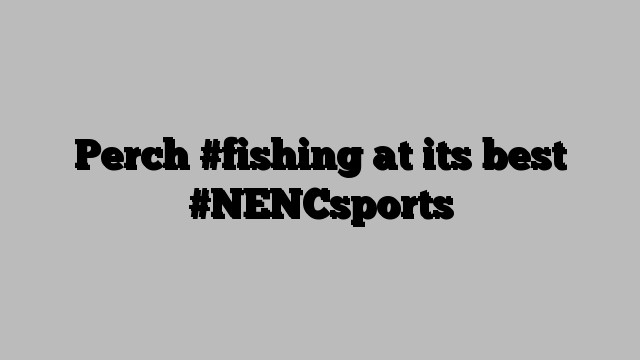 Perch #fishing at its best #NENCsports