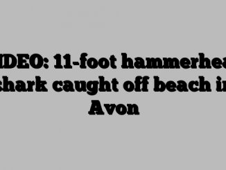 VIDEO: 11-foot hammerhead shark caught off beach in Avon