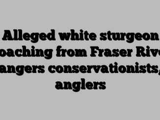 Alleged white sturgeon poaching from Fraser River angers conservationists, anglers