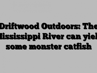 Driftwood Outdoors: The Mississippi River can yield some monster catfish