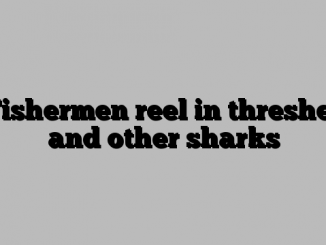 Fishermen reel in thresher and other sharks