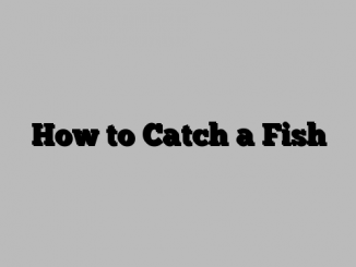 How to Catch a Fish