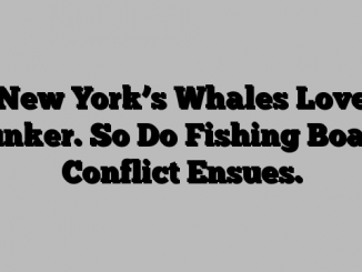 New York’s Whales Love Bunker. So Do Fishing Boats. Conflict Ensues.