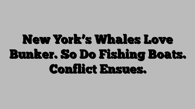 New York’s Whales Love Bunker. So Do Fishing Boats. Conflict Ensues.