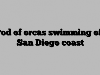 Pod of orcas swimming off San Diego coast