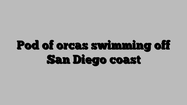 Pod of orcas swimming off San Diego coast