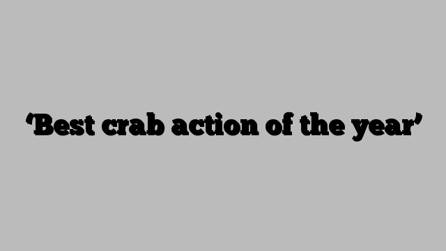 ‘Best crab action of the year’