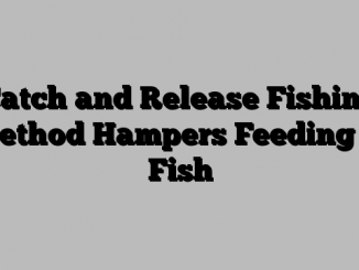 Catch and Release Fishing Method Hampers Feeding in Fish