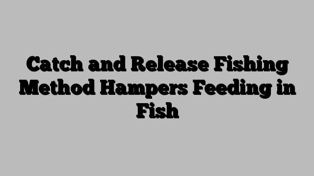 Catch and Release Fishing Method Hampers Feeding in Fish