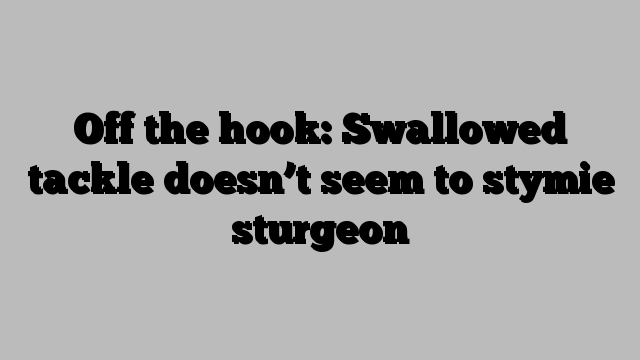 Off the hook: Swallowed tackle doesn’t seem to stymie sturgeon