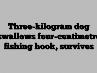 Three-kilogram dog swallows four-centimetre fishing hook, survives