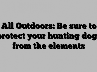 All Outdoors: Be sure to protect your hunting dogs from the elements