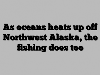 As oceans heats up off Northwest Alaska, the fishing does too