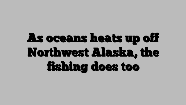 As oceans heats up off Northwest Alaska, the fishing does too