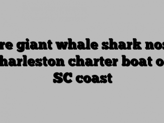 Rare giant whale shark noses Charleston charter boat off SC coast