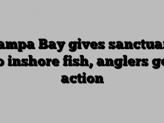 Tampa Bay gives sanctuary to inshore fish, anglers get action