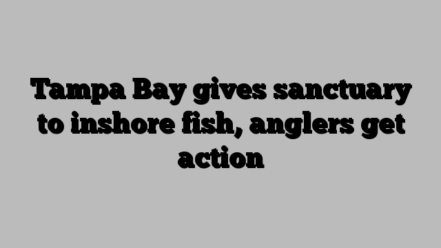 Tampa Bay gives sanctuary to inshore fish, anglers get action