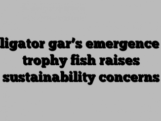 Alligator gar’s emergence as trophy fish raises sustainability concerns